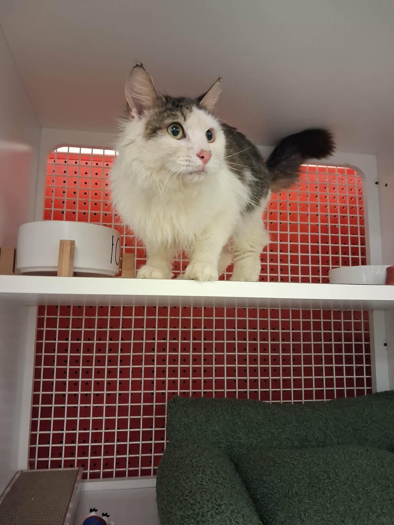 Enlarge Bogart, an adopted American Shorthair in East Orange, NJ image 2/3