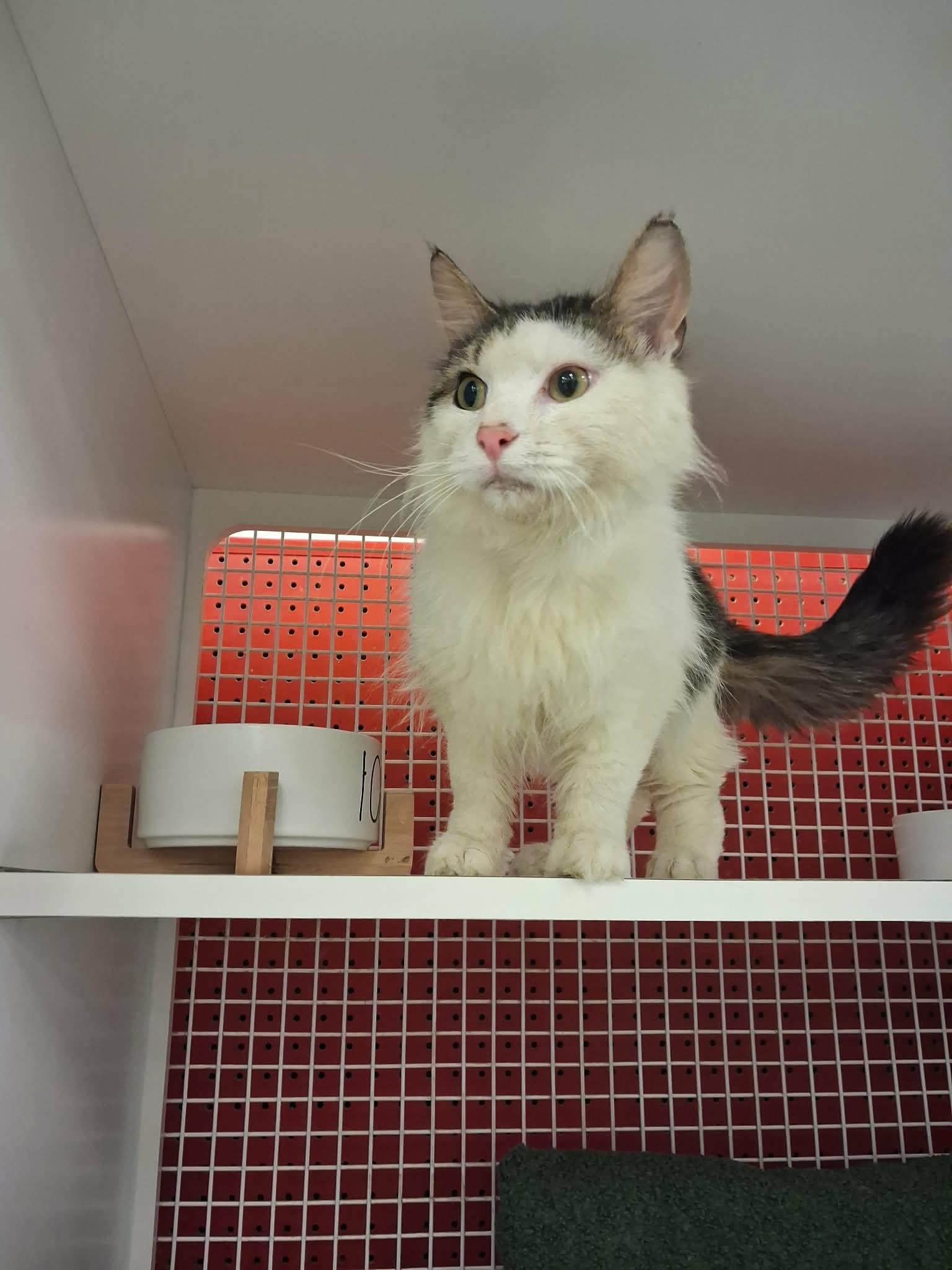 Enlarge Bogart, an adopted American Shorthair in East Orange, NJ image 3/3