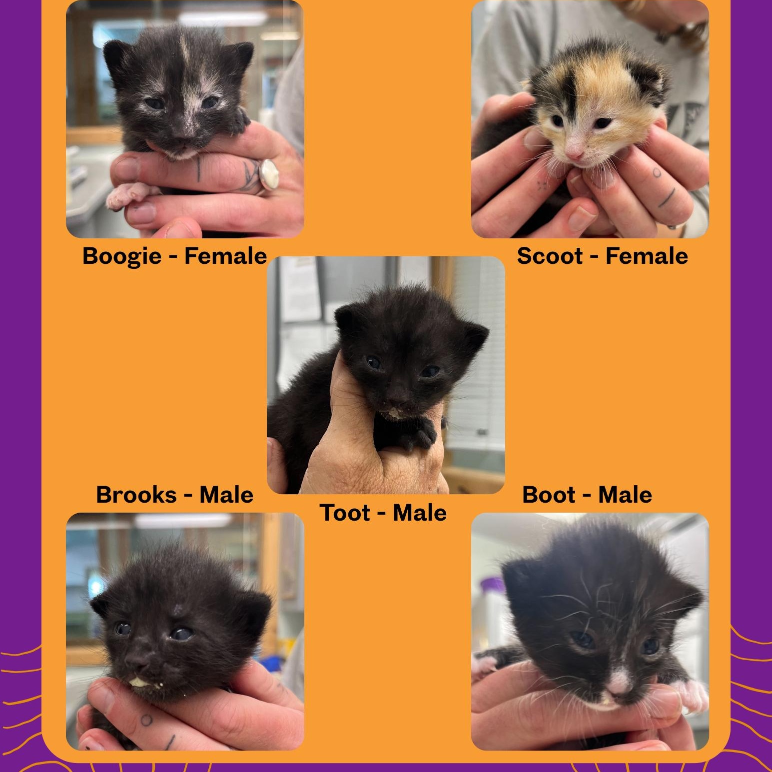 The Country Litter (2 Females & 3 Males)