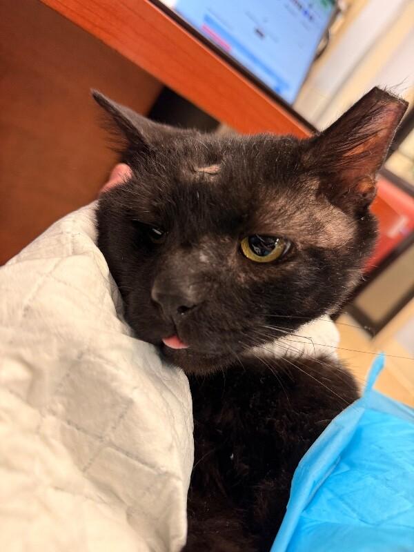 Enlarge Community Clarice, a Adoptable Domestic Short Hair in Cincinnati, OH image 1/1