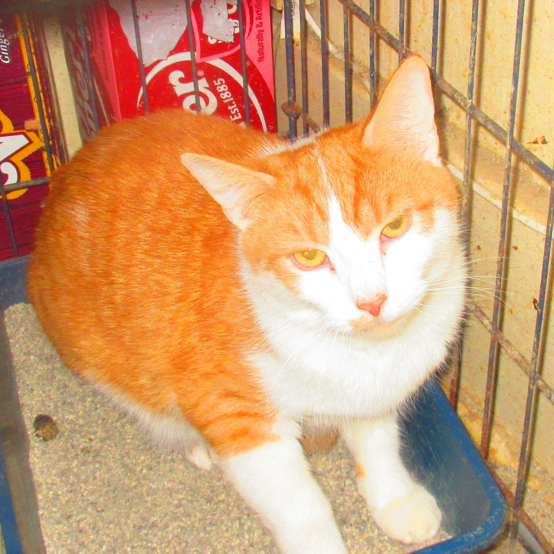 Enlarge Lord Darcy, a Adoptable Tabby in Livonia, MI image 3/4