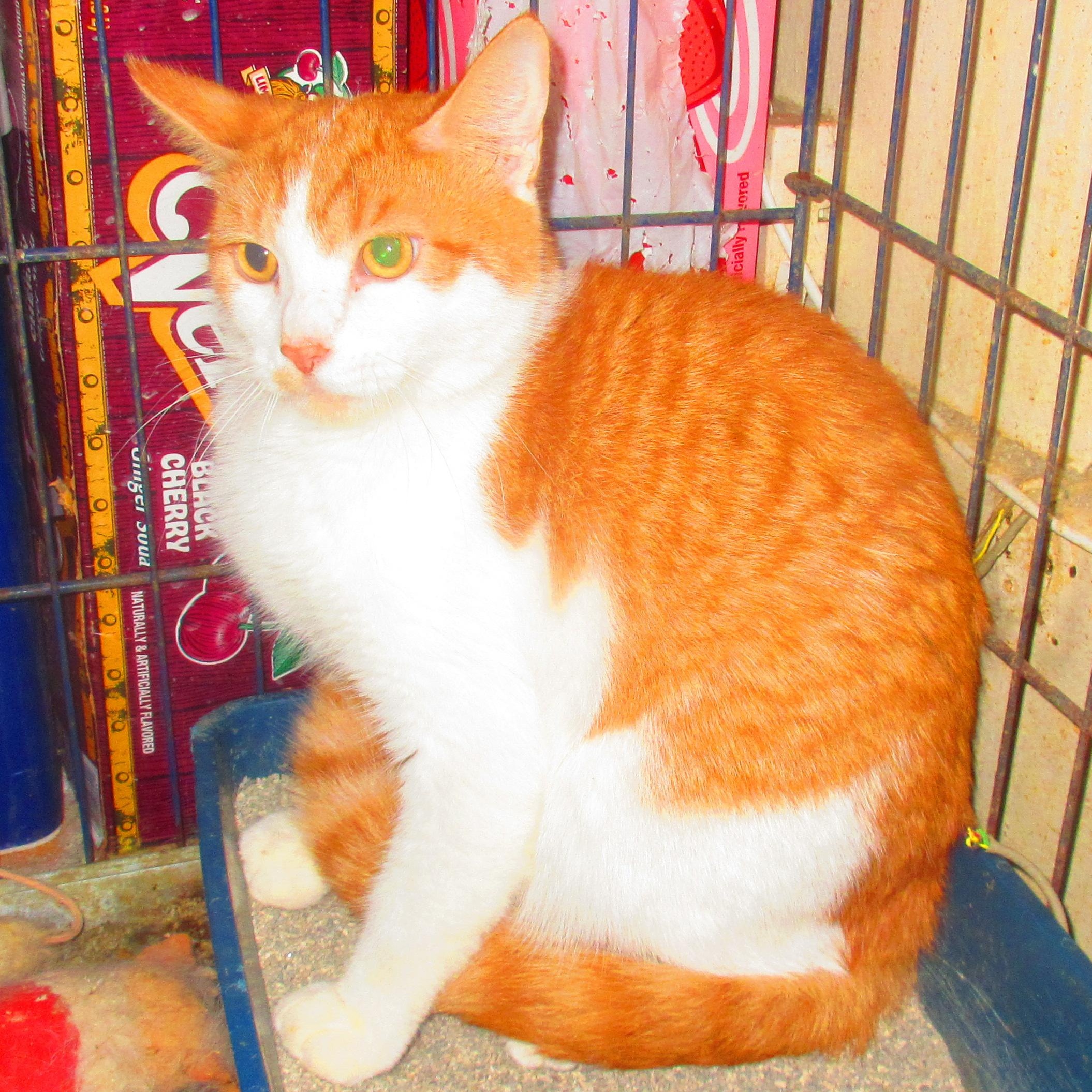 Enlarge Lord Darcy, a Adoptable Tabby in Livonia, MI image 2/4