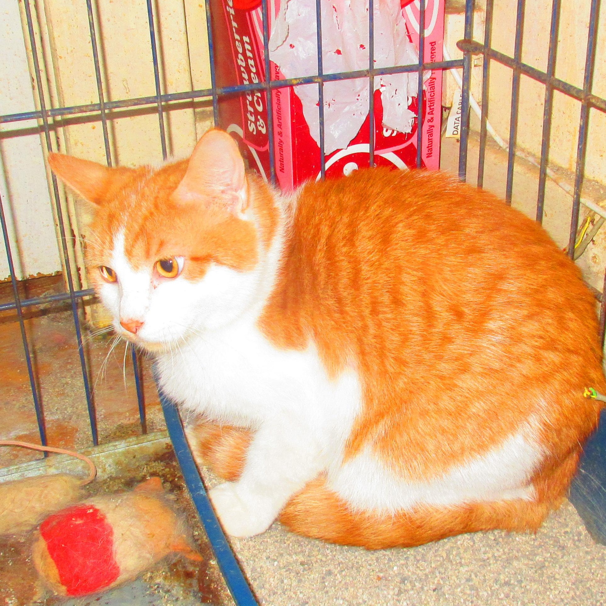 Enlarge Lord Darcy, a Adoptable Tabby in Livonia, MI image 1/4