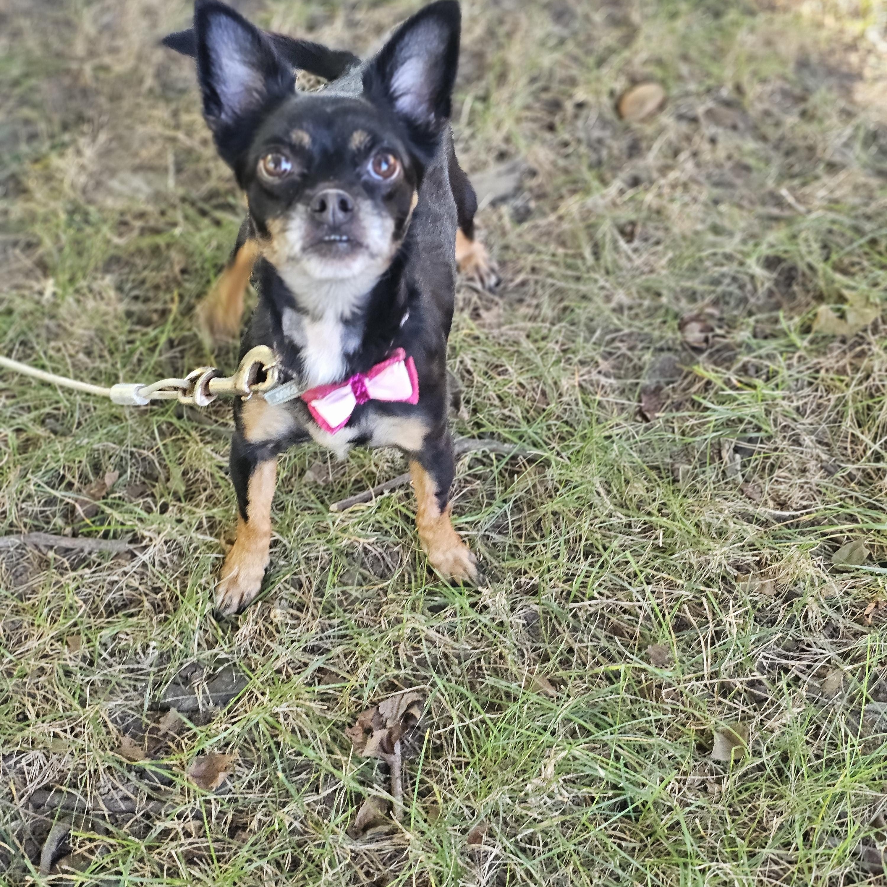 Enlarge Hope, a Adopted mixed breed in O Fallon, IL image 4/6
