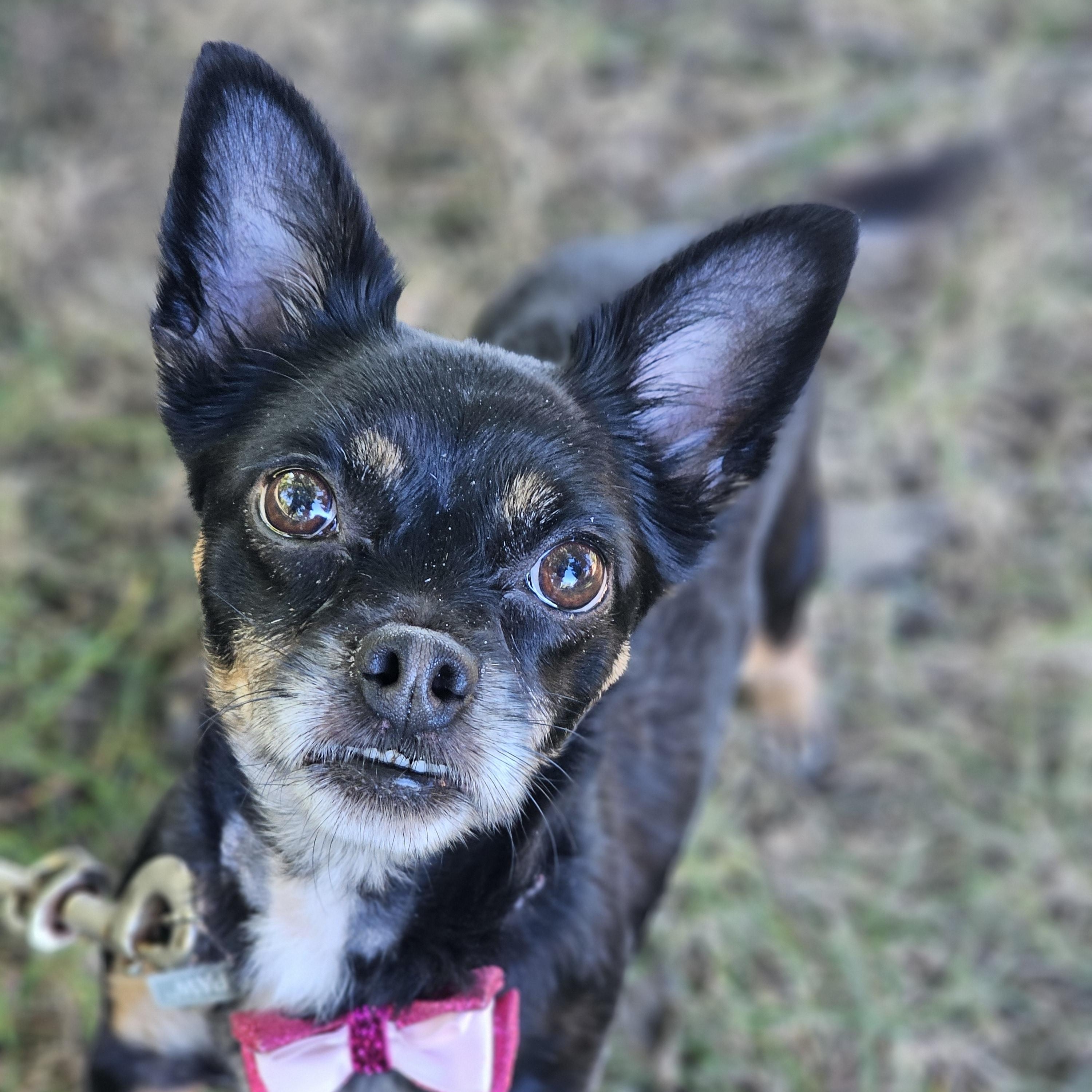 Hope, Adopted, Adult Female Chihuahua.