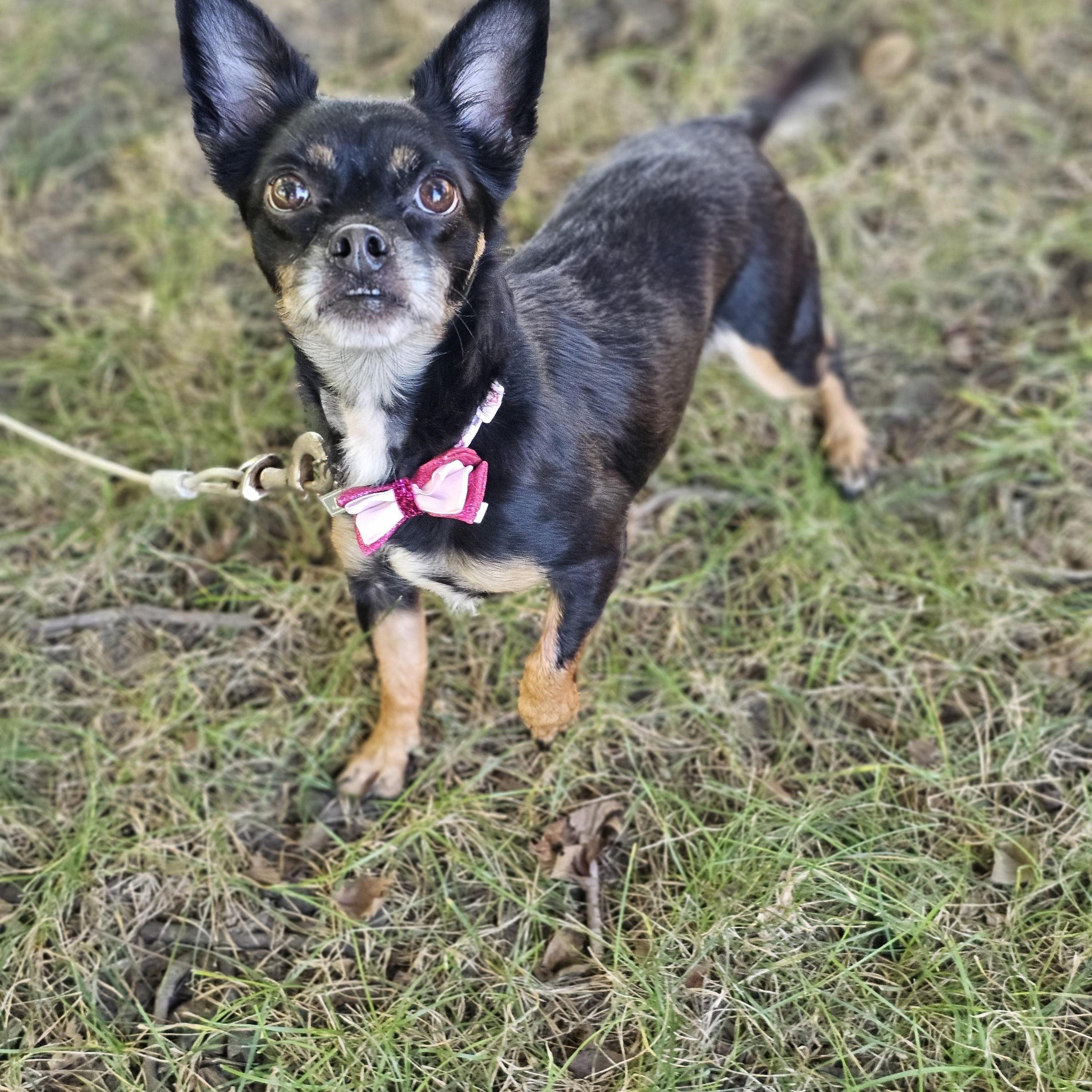 Enlarge Hope, a Adopted mixed breed in O Fallon, IL image 3/6