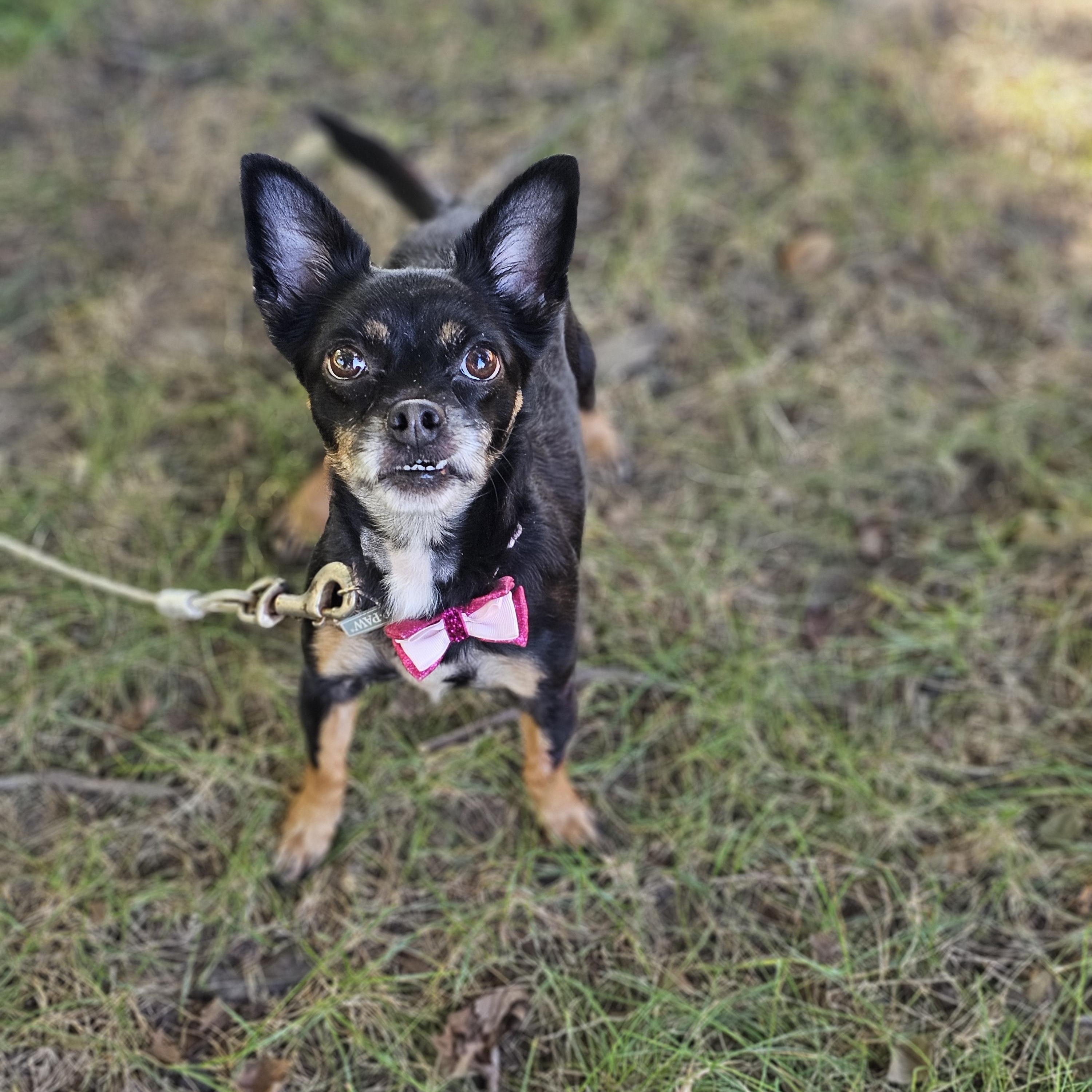 Enlarge Hope, a Adopted mixed breed in O Fallon, IL image 2/6