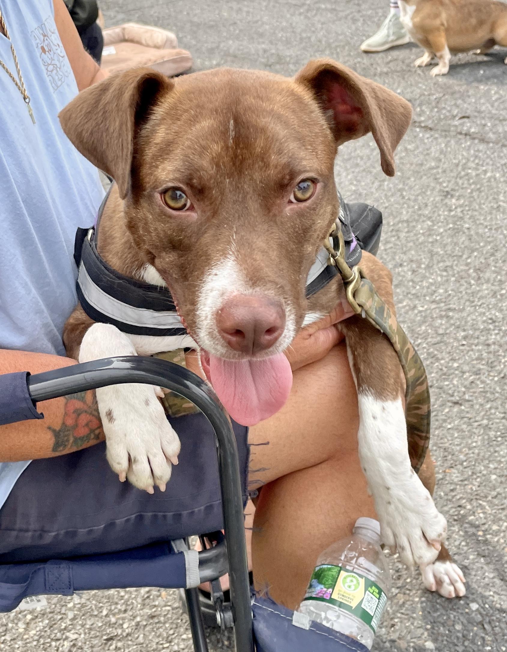 Dexter Adoption Pending, Adoptable, Young Male Hound & Terrier.