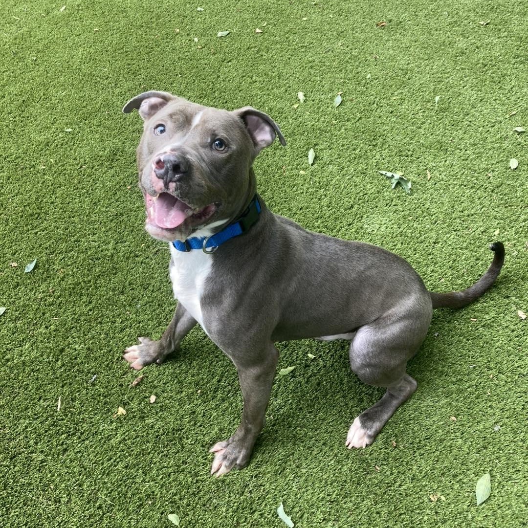Echo, Adult Male Pit Bull Terrier