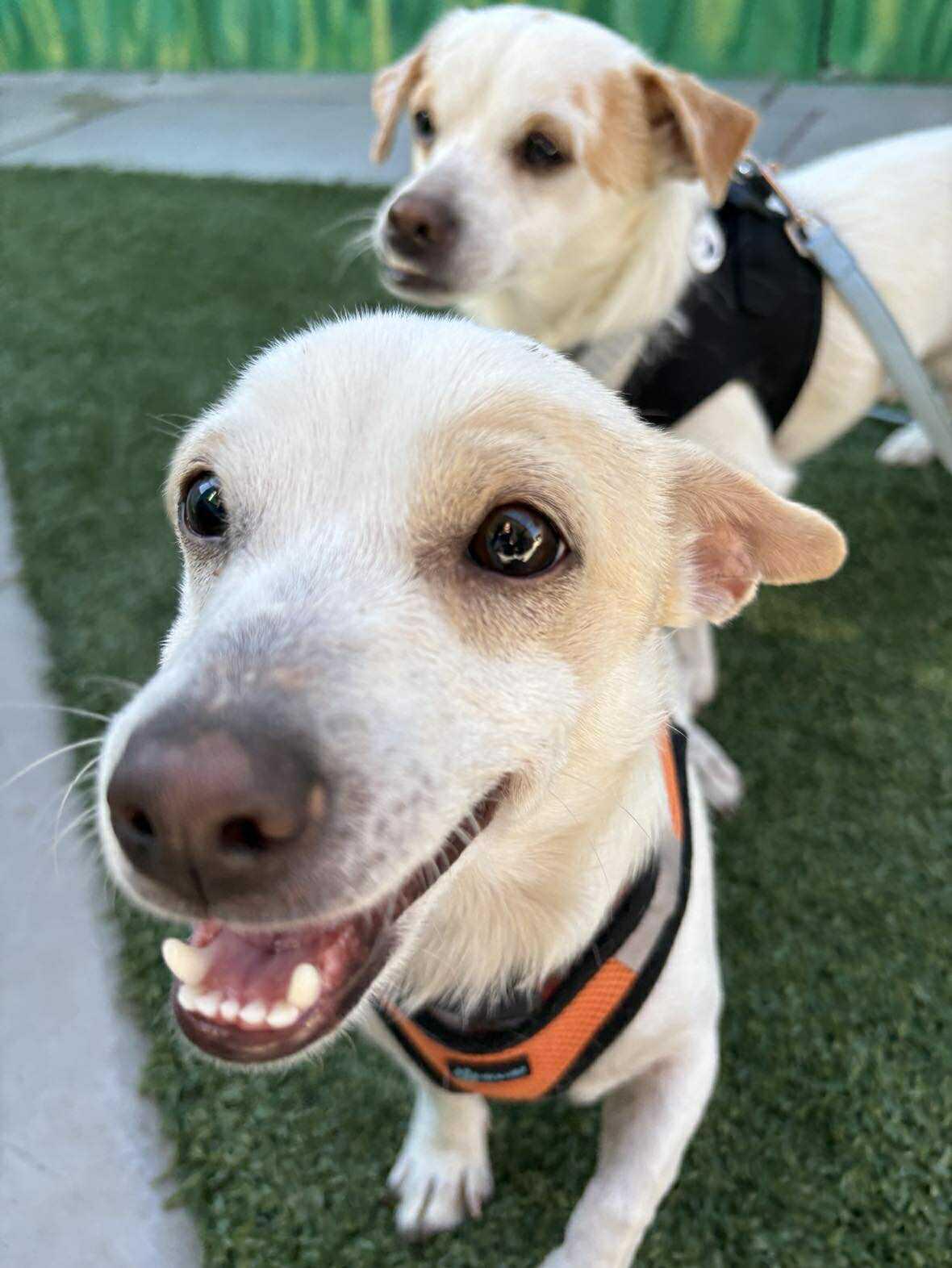 Mesquite, a Adoptable Chihuahua in Phoenix, AZ image 4/6