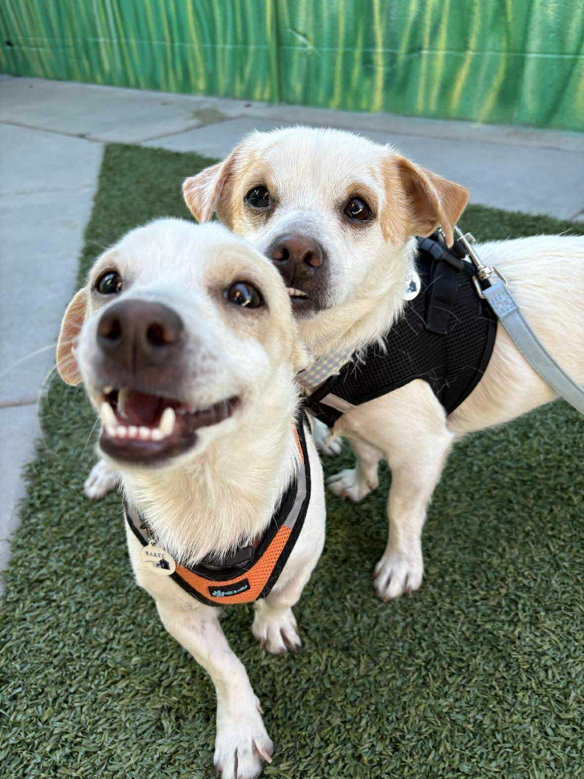 Mesquite, a Adoptable Chihuahua in Phoenix, AZ image 5/6