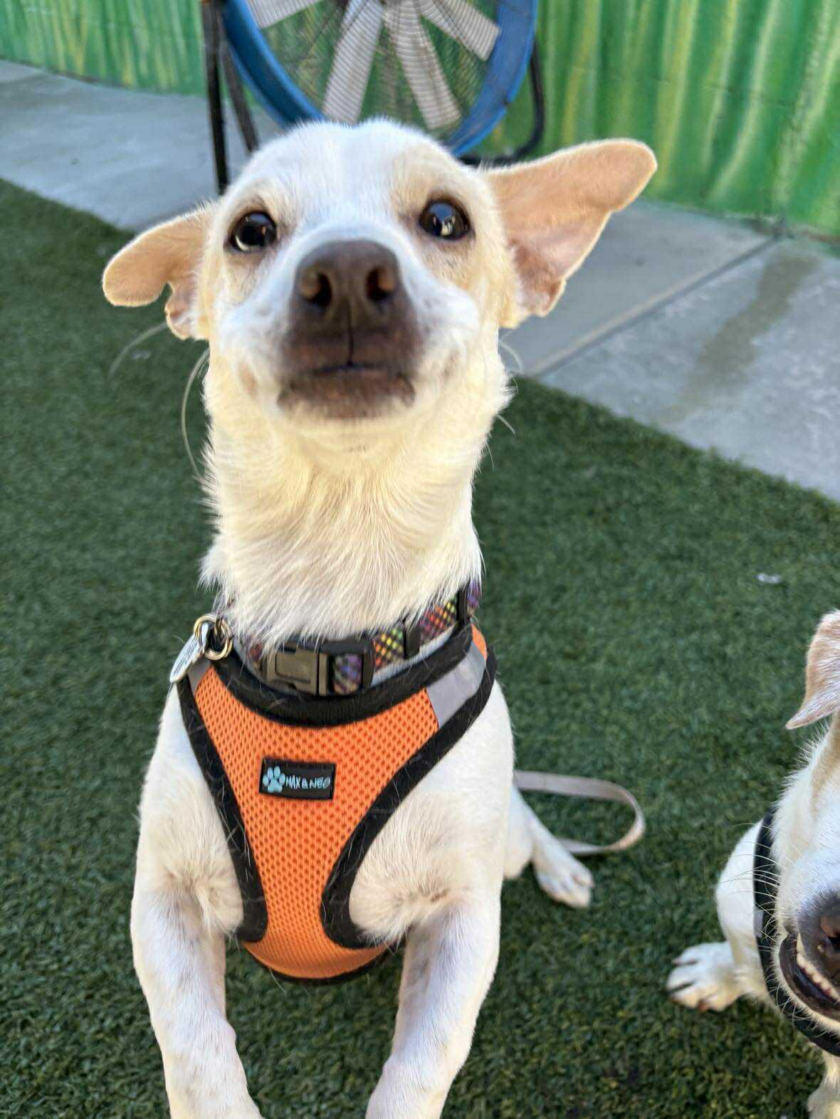 Mesquite, Adoptable, Young Male Chihuahua.