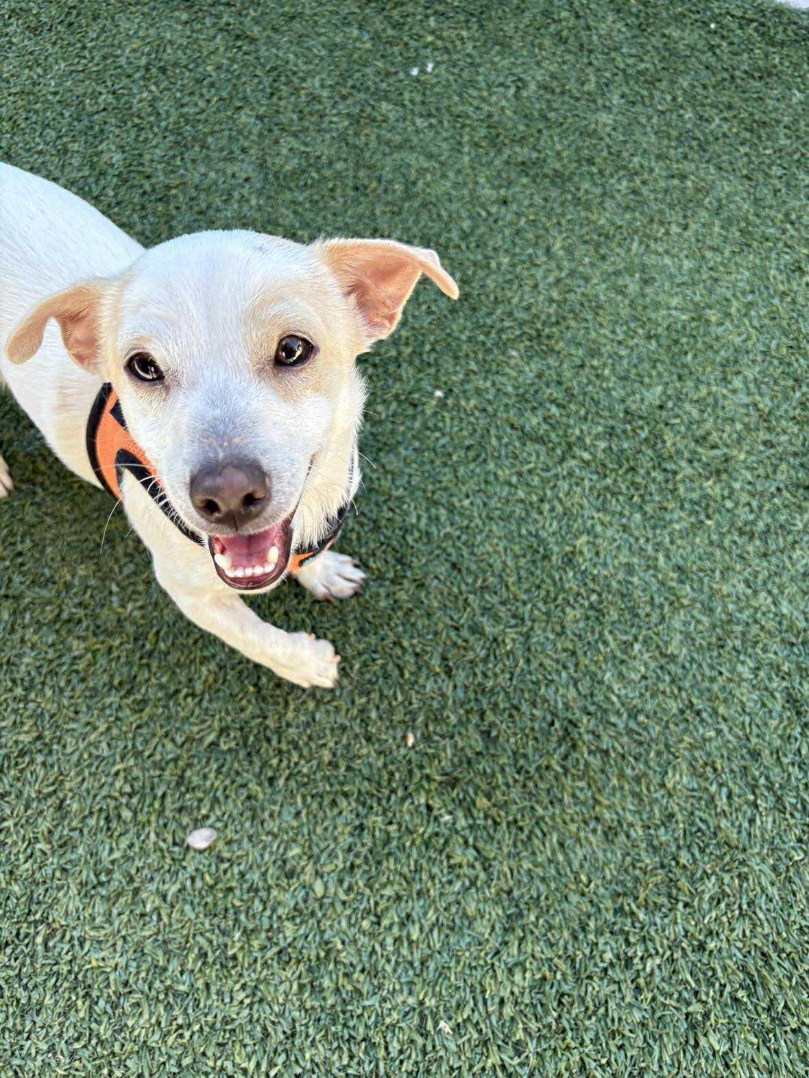 Mesquite, a Adoptable Chihuahua in Phoenix, AZ image 6/6