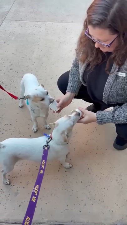 Enlarge Mesquite, a Adoptable Chihuahua in Phoenix, AZ video 2/6
