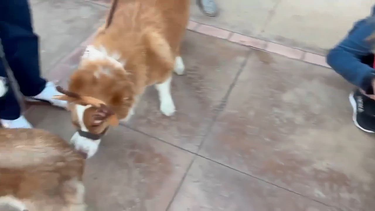 Enlarge Mesquite, a Adoptable Chihuahua in Phoenix, AZ video 3/6