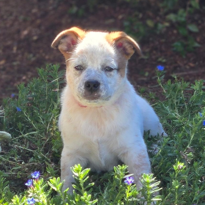 Enlarge Cream, a Adoptable mixed breed in Salem, OR image 4/5