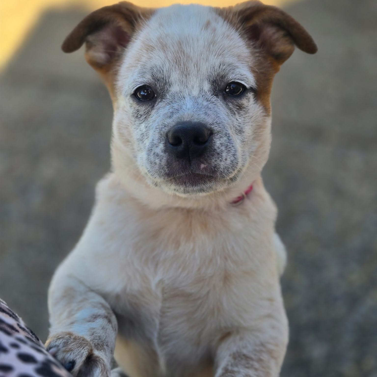 Cream, Adoptable, Puppy Female Cattle Dog & Chug.
