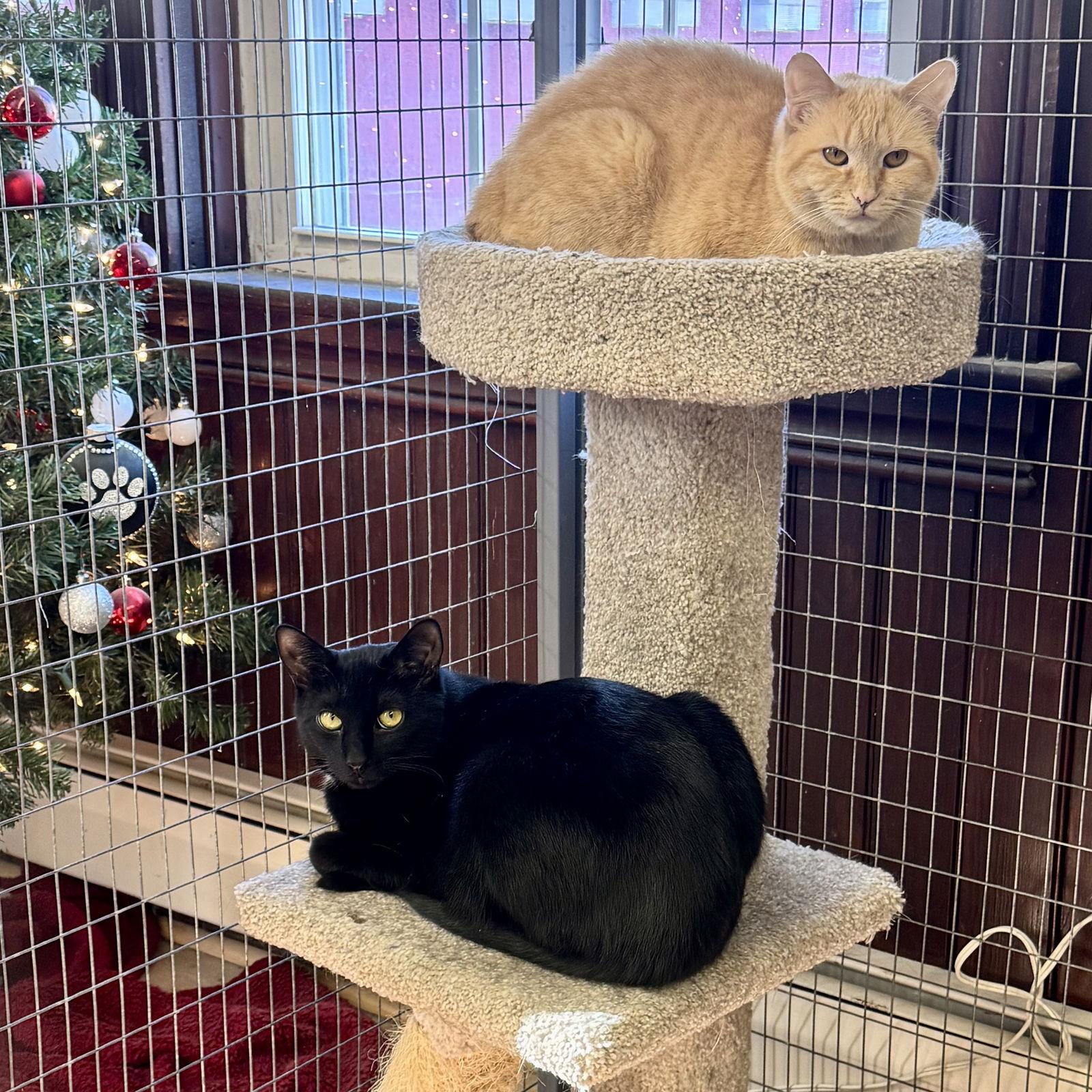 Ghost & Sarah, Adoptable, Young Male Domestic Short Hair.
