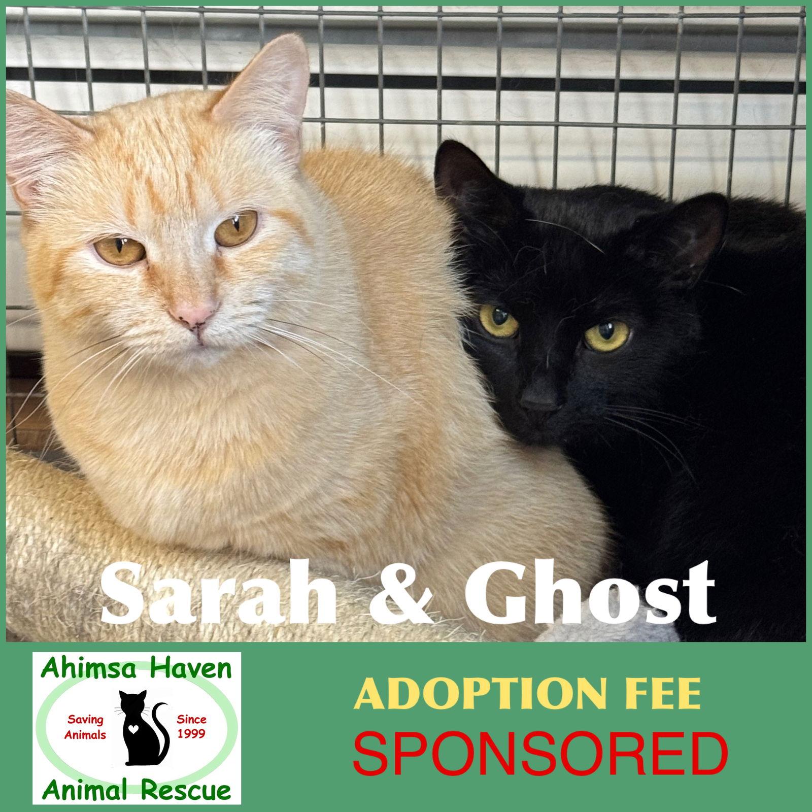Ghost & Sarah, a Adoptable Domestic Short Hair in Winchendon, MA image 2/3
