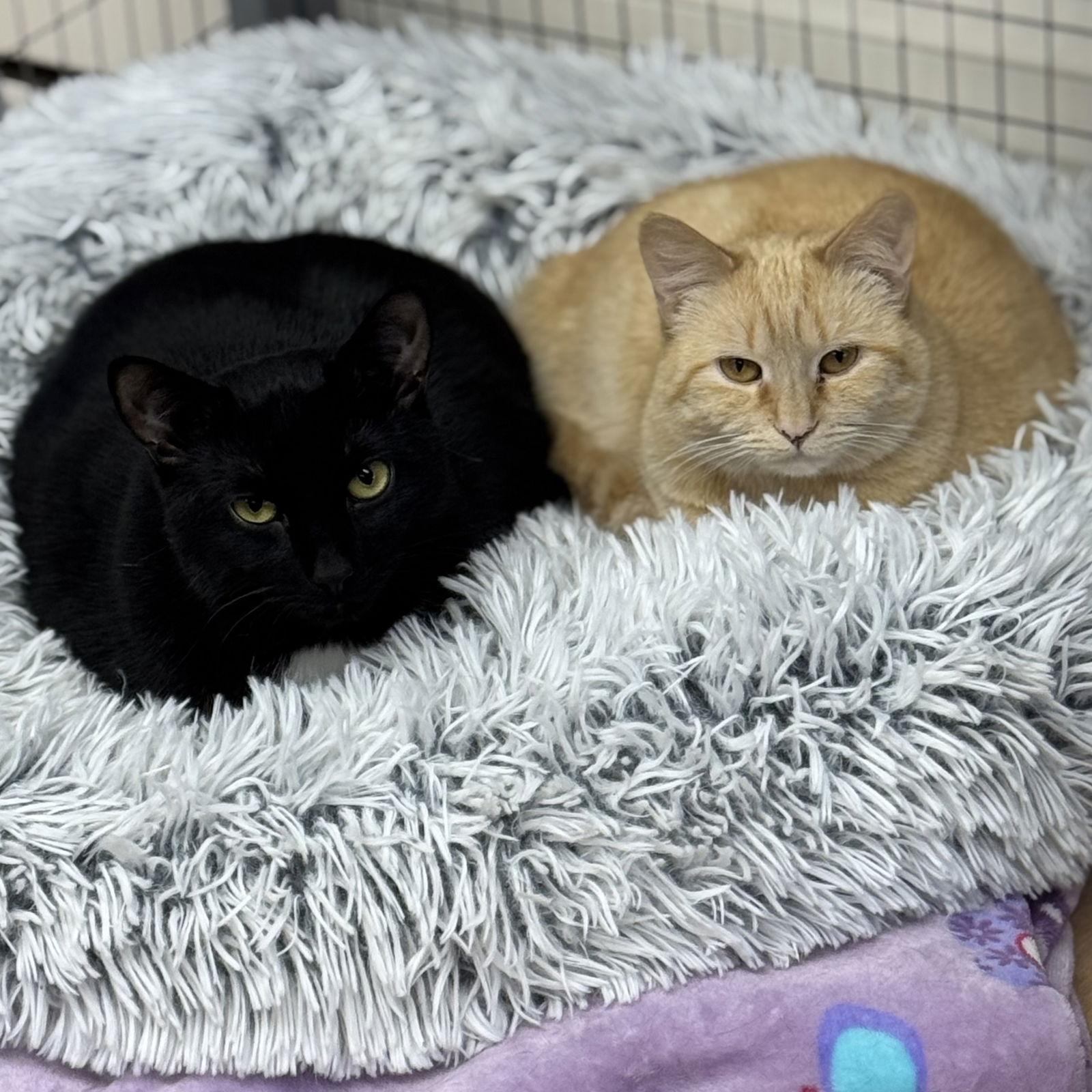 Ghost & Sarah, a Adoptable Domestic Short Hair in Winchendon, MA image 3/3