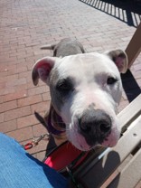 Roxanne, a Adoptable mixed breed in Georgetown, SC image 1/6