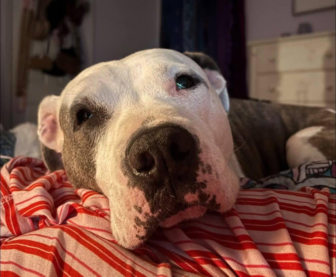 Roxanne, an adoptable Mixed Breed in Georgetown, SC, 29440 | Photo Image 4