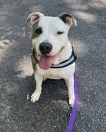 Roxanne, a Adoptable mixed breed in Georgetown, SC image 4/6