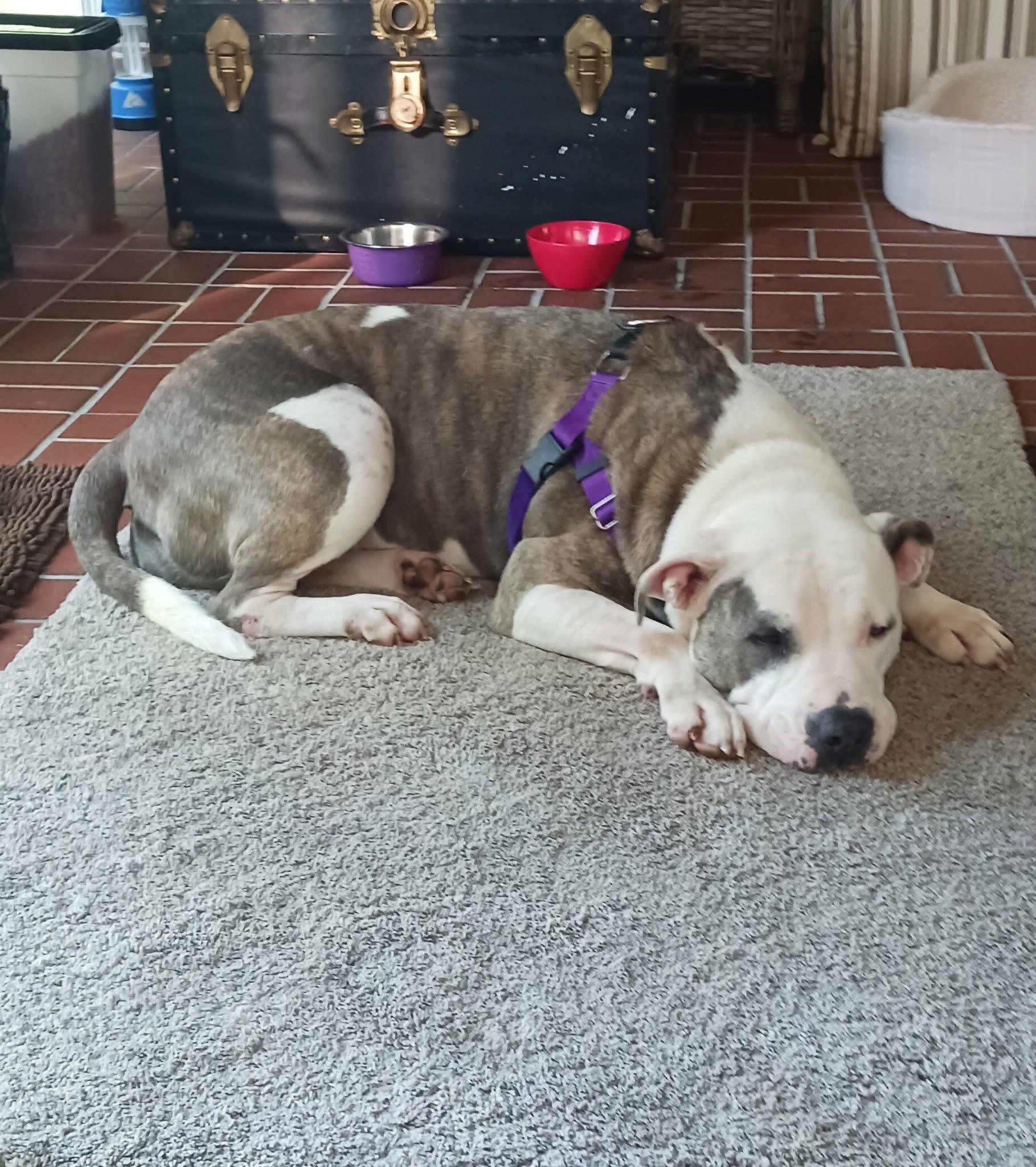 Roxanne, a Adoptable mixed breed in Georgetown, SC image 5/6