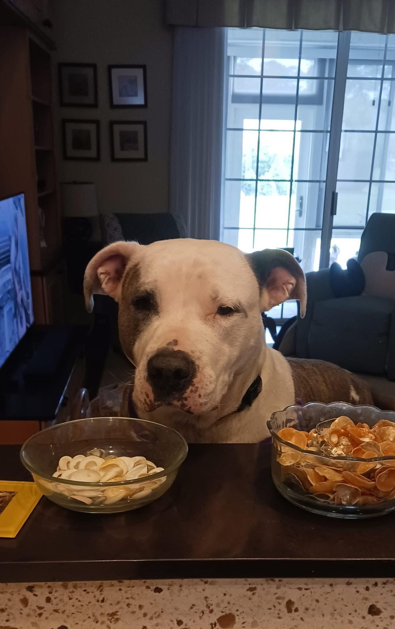 Roxanne, a Adoptable mixed breed in Georgetown, SC image 6/6