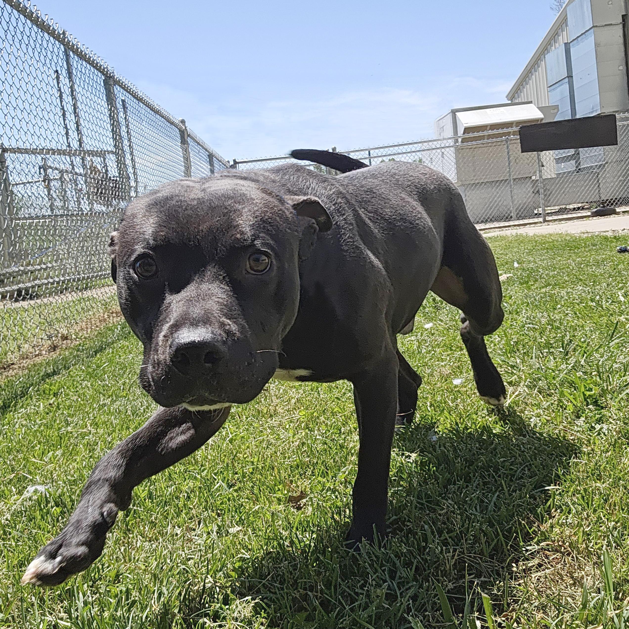 Stetson, a ADOPTABLE mixed breed in Benton Harbor, MI image 1/5