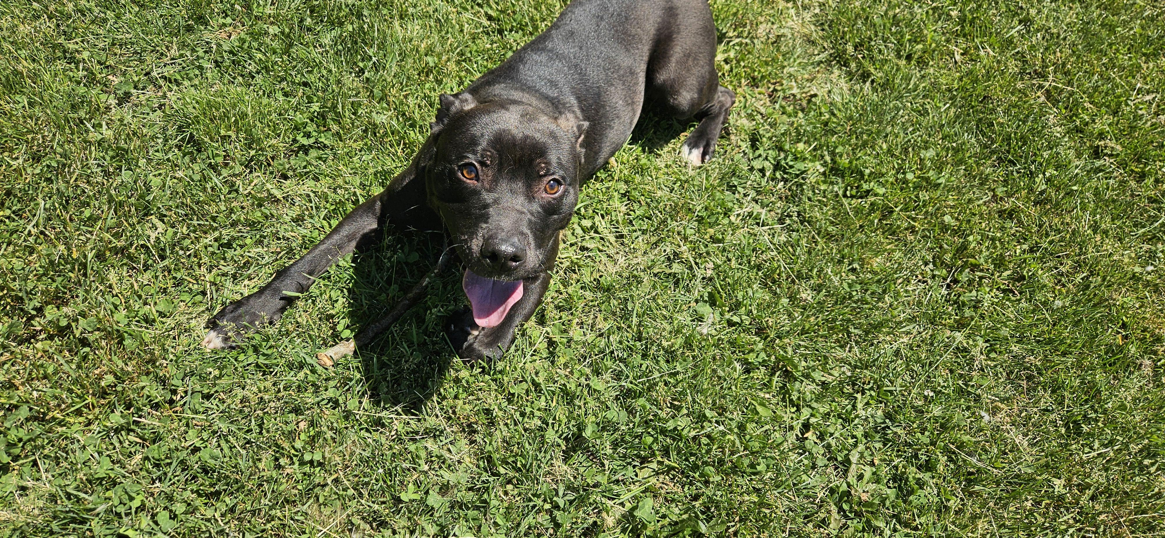 Stetson, a ADOPTABLE mixed breed in Benton Harbor, MI image 4/5