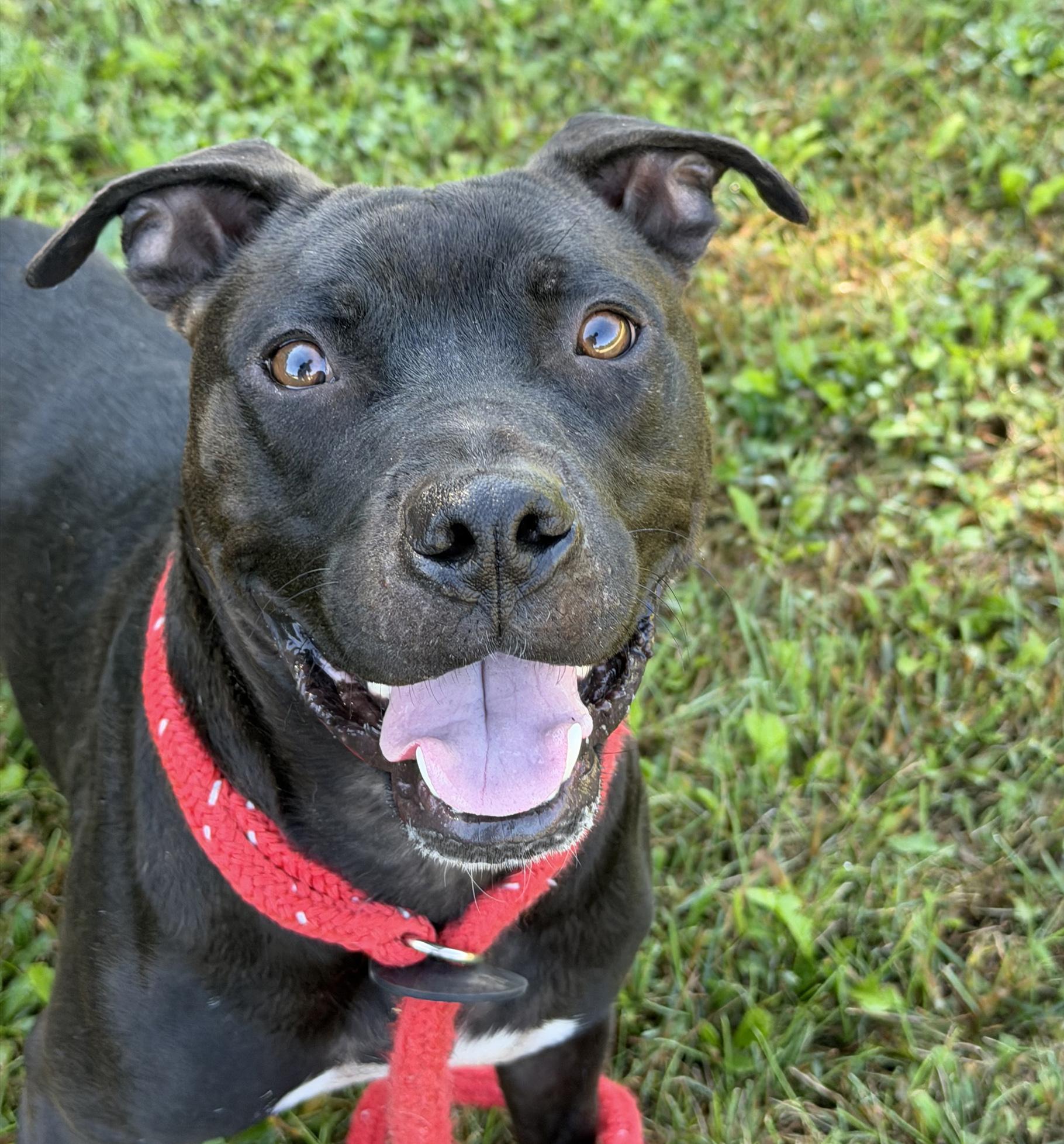 Stetson, Adoptable, Young Male Pit Bull Terrier & Labrador Retriever.