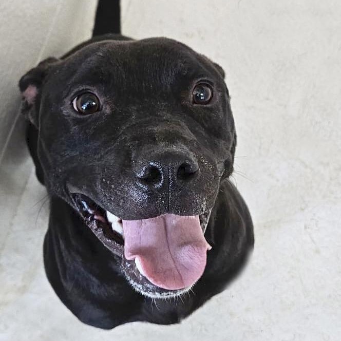 Stetson, a ADOPTABLE mixed breed in Benton Harbor, MI image 3/6
