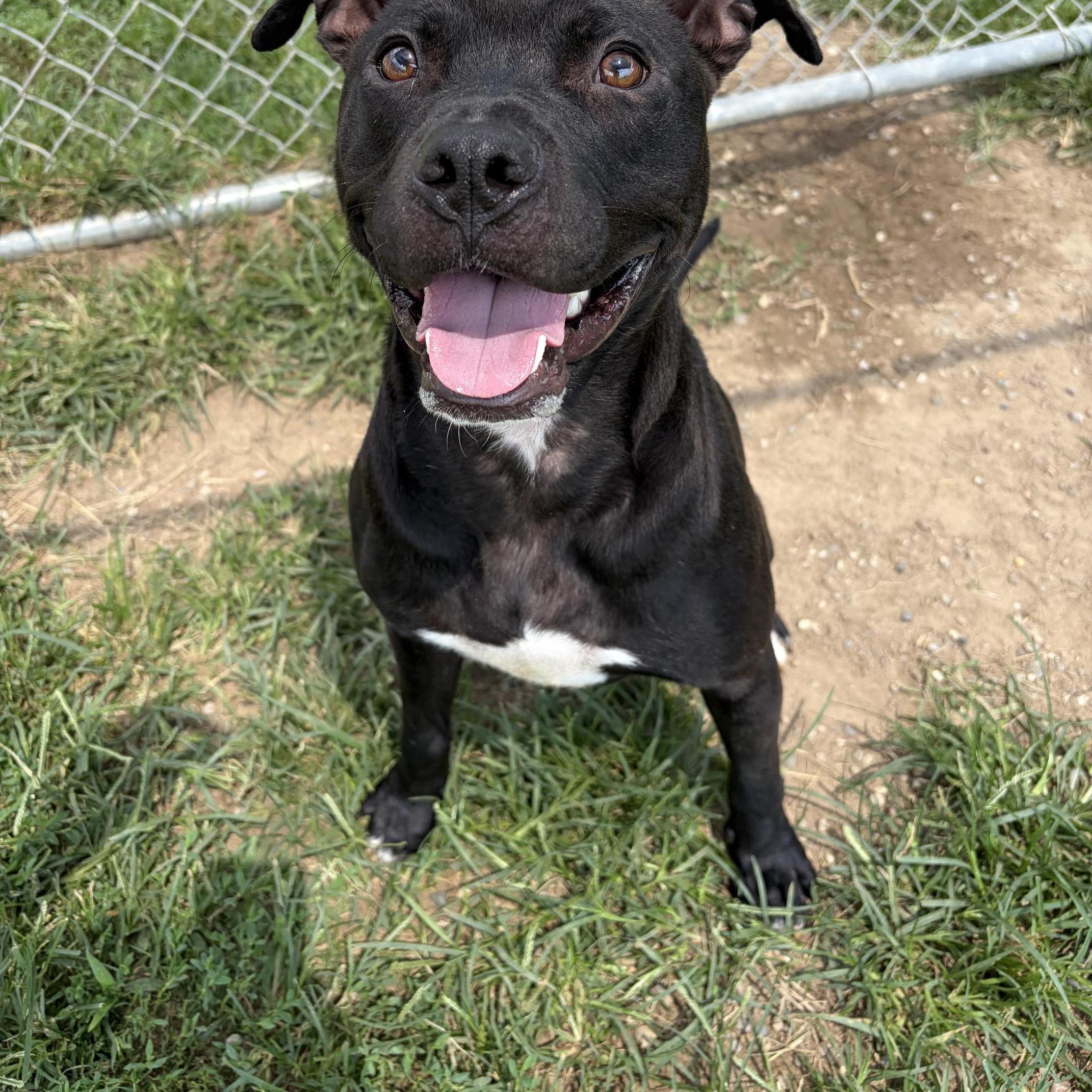 Enlarge Stetson, a Adoptable mixed breed in Benton Harbor, MI image 6/6