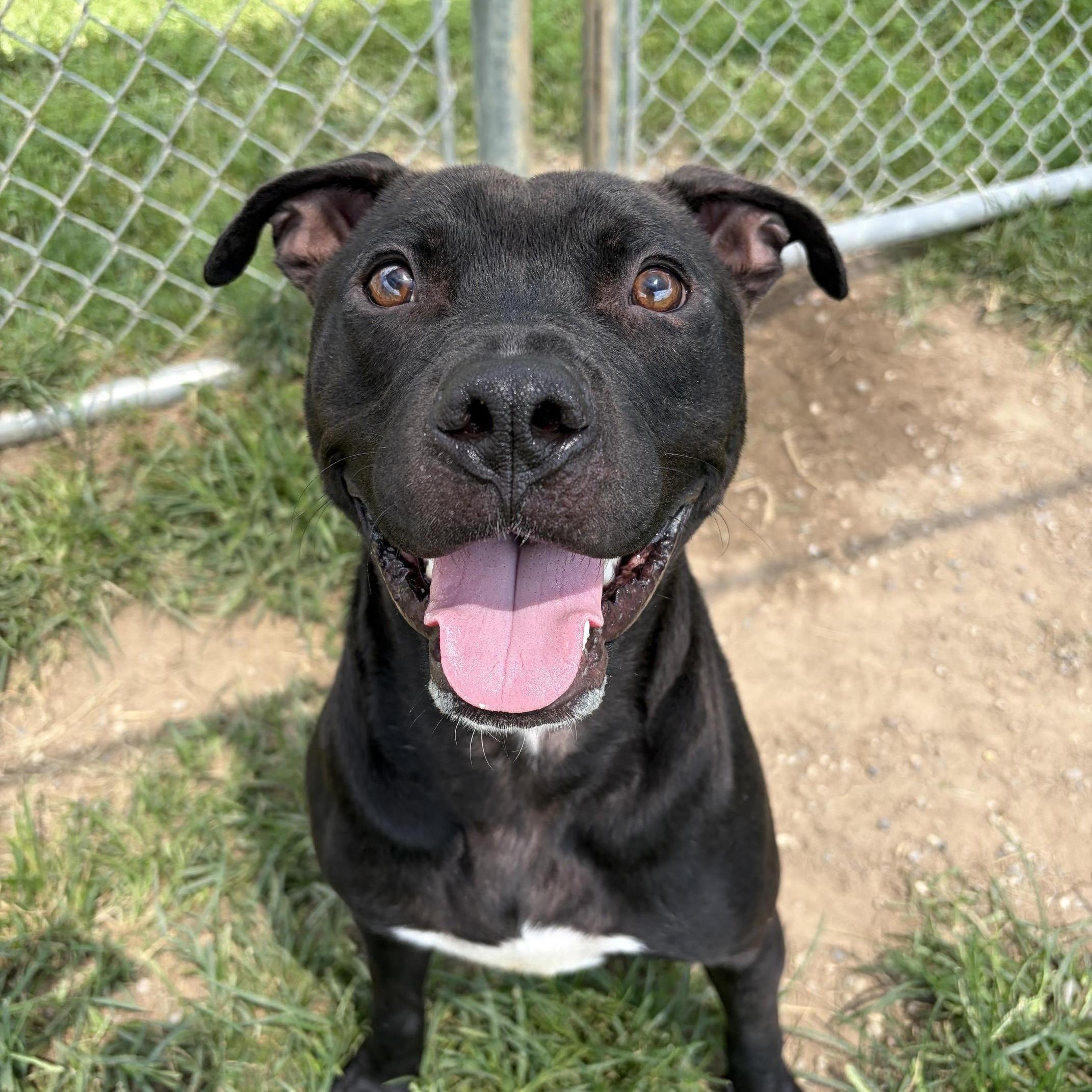 Stetson, ADOPTABLE, Young Male Pit Bull Terrier & Labrador Retriever.
