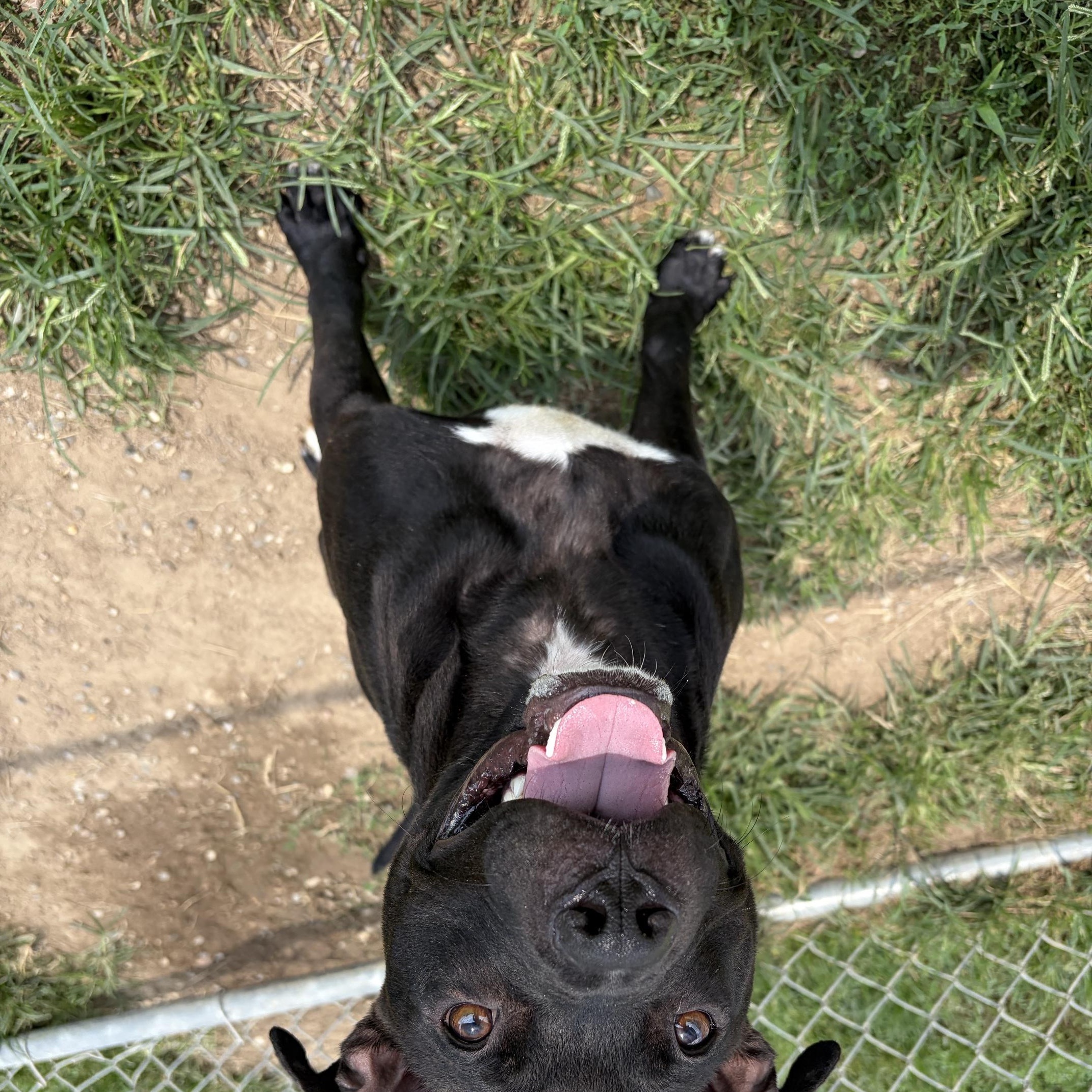 Stetson, a ADOPTABLE mixed breed in Benton Harbor, MI image 2/6