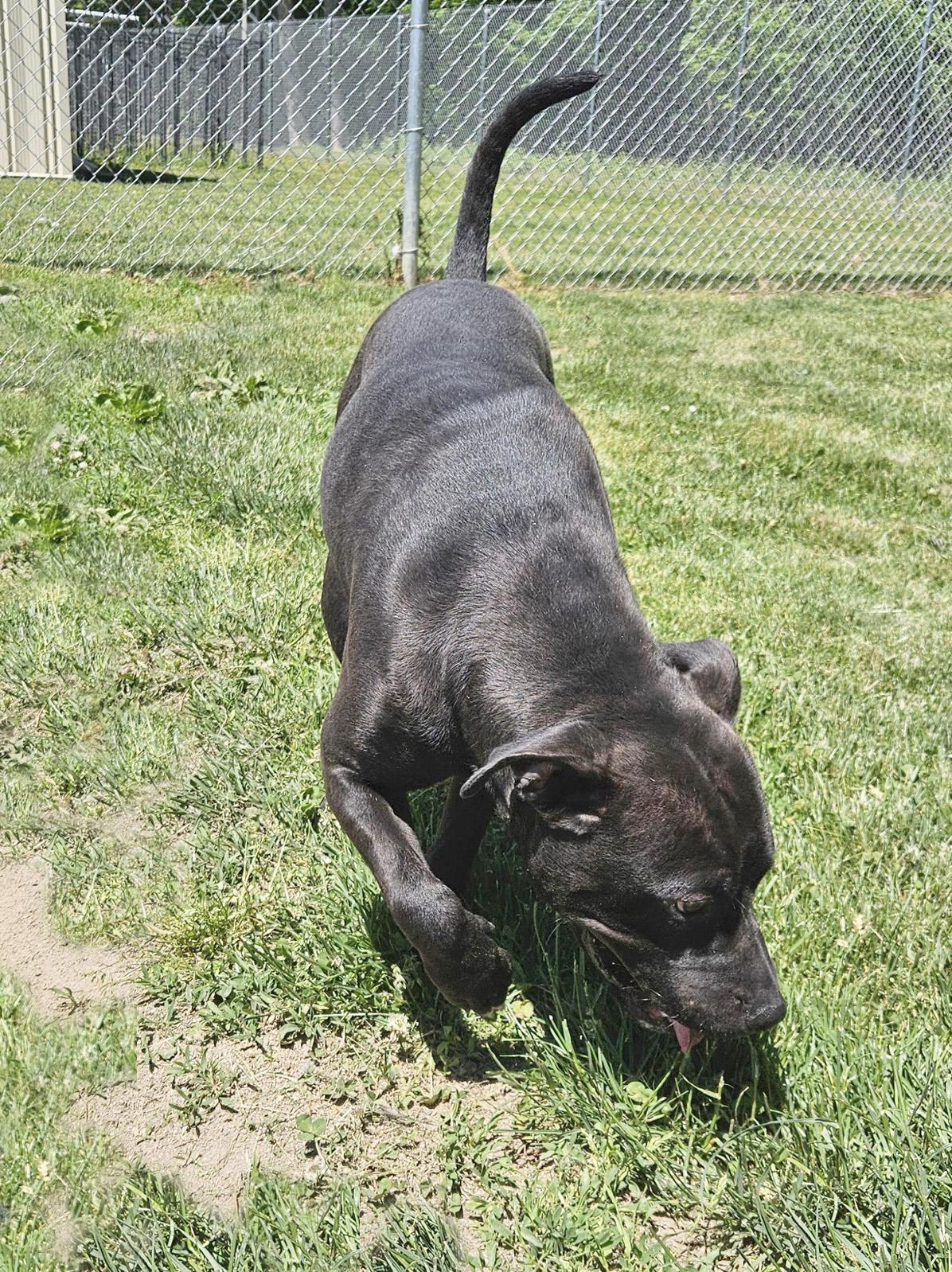 Stetson, a ADOPTABLE mixed breed in Benton Harbor, MI image 2/5