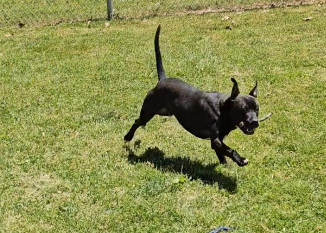Stetson, a ADOPTABLE mixed breed in Benton Harbor, MI image 5/5
