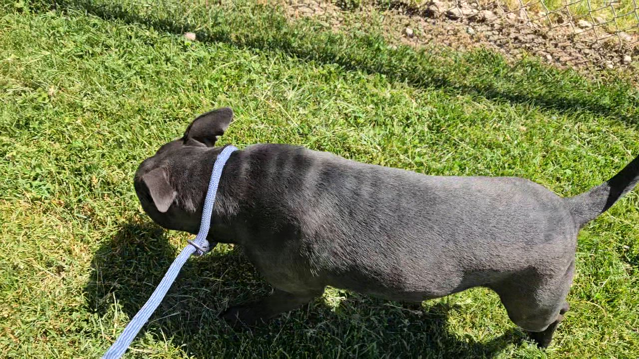 Enlarge Stetson, a ADOPTABLE mixed breed in Benton Harbor, MI video 3/5