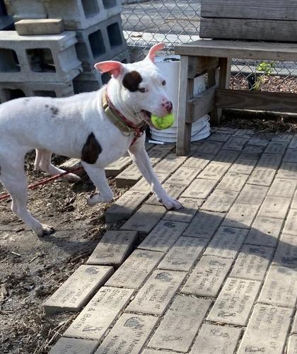 Enlarge Cinder, a Adoptable mixed breed in Hobart, IN image 1/3