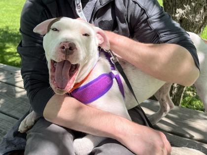 Enlarge Cinder, a Adoptable mixed breed in Hobart, IN image 1/3