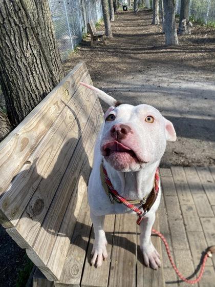 Enlarge Cinder, a Adoptable mixed breed in Hobart, IN image 2/3