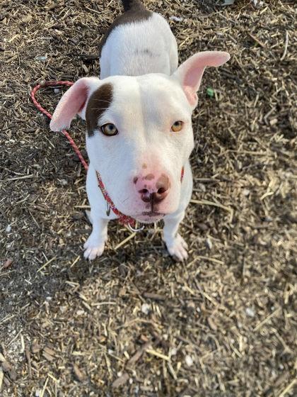 Enlarge Cinder, a Adoptable mixed breed in Hobart, IN image 3/3