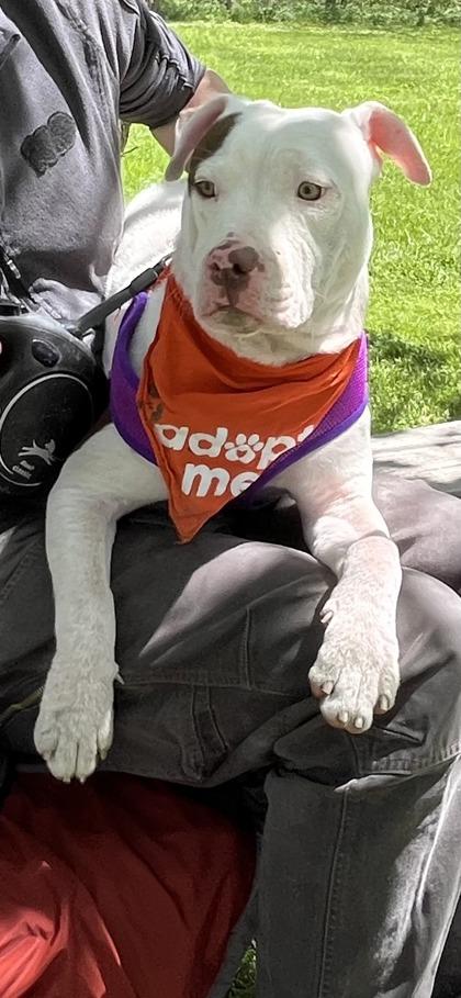Enlarge Cinder, a Adoptable mixed breed in Hobart, IN image 2/3