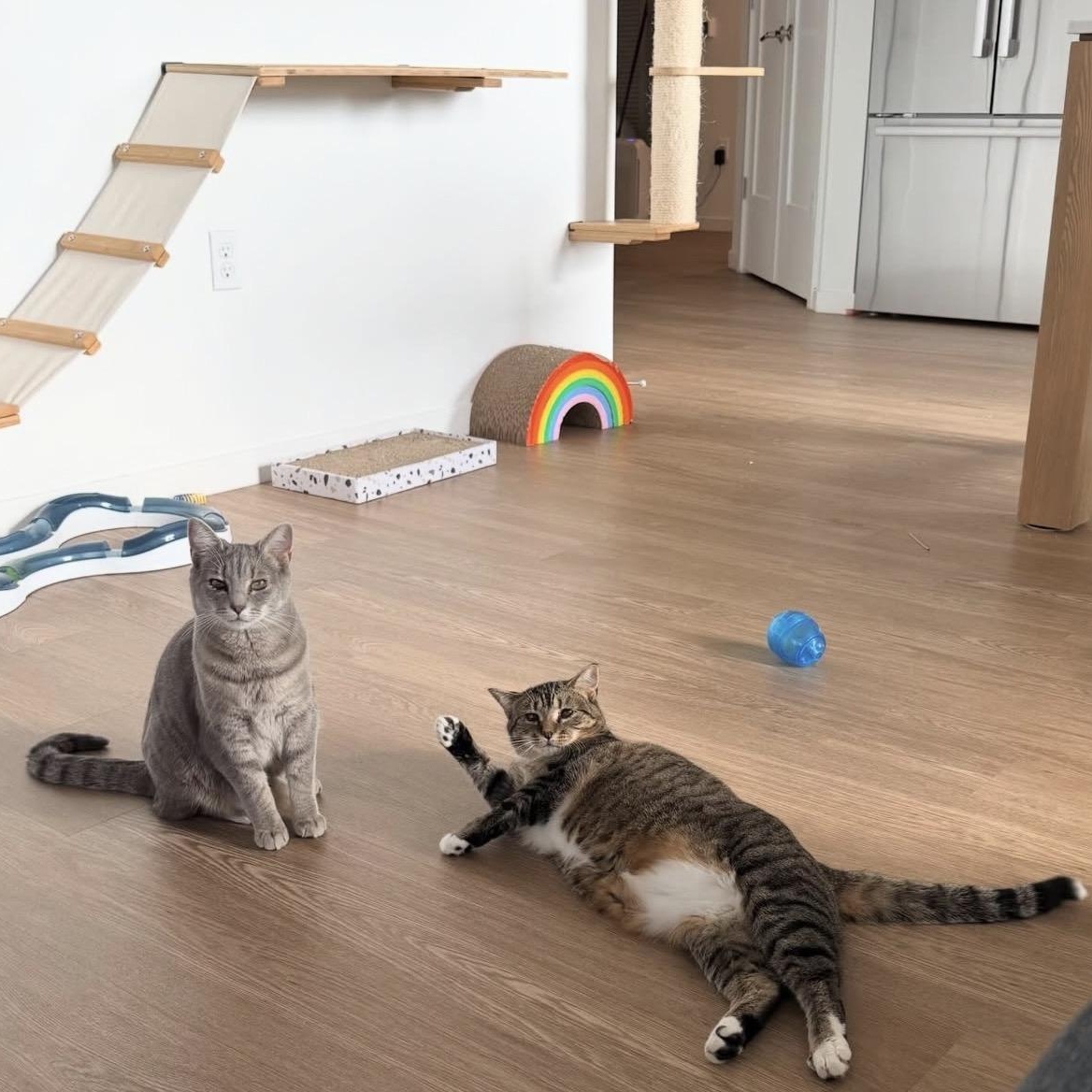 Gazelle & Springbok (bonded pair), Adoptable, Young Female Domestic Short Hair.