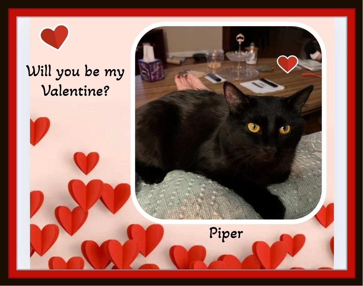 Enlarge Piper & Nimbus -  Love in Perfect Harmony , a ADOPTABLE Domestic Medium Hair in Winston Salem, NC image 4/6