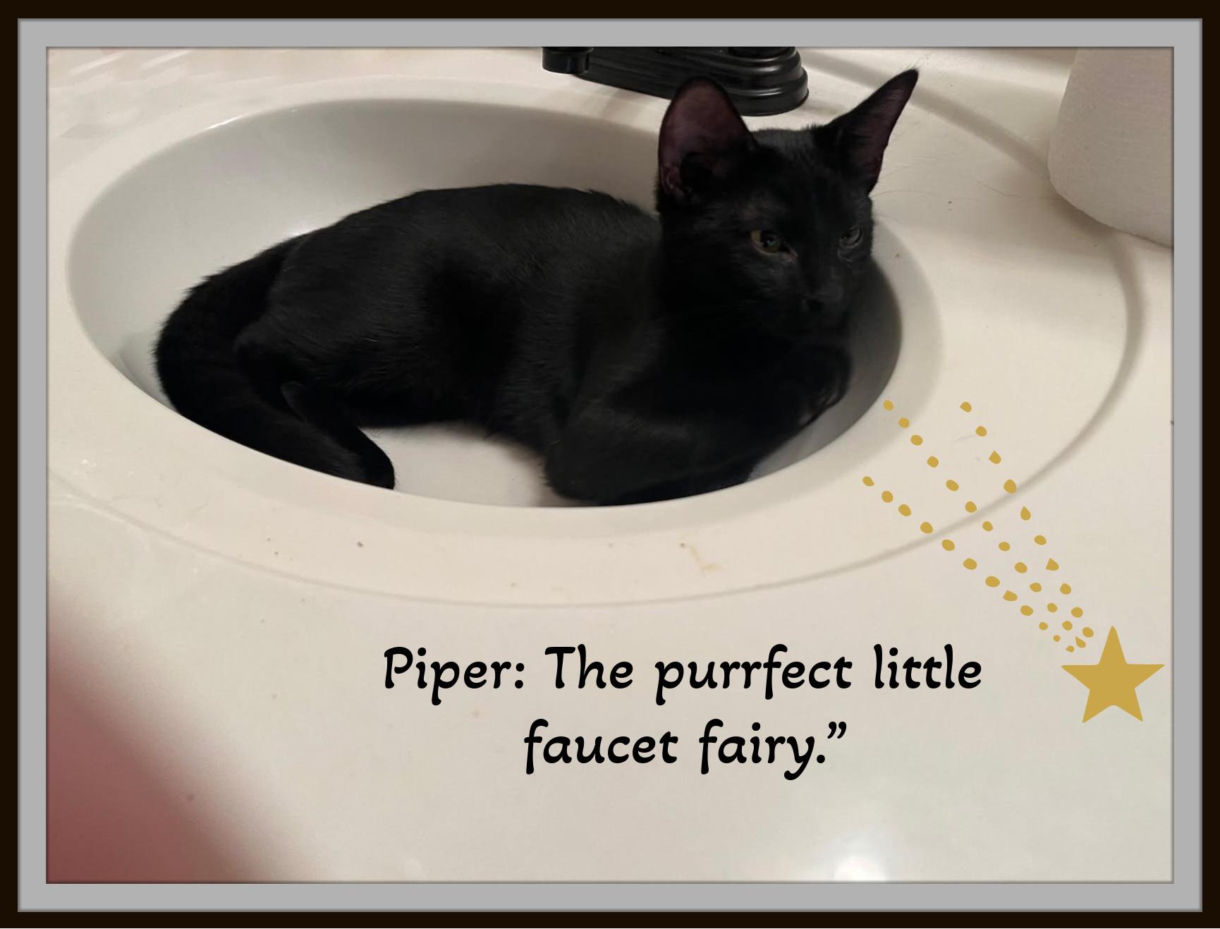 Enlarge Piper & Nimbus -  Love in Perfect Harmony , a ADOPTABLE Domestic Medium Hair in Winston Salem, NC image 3/6