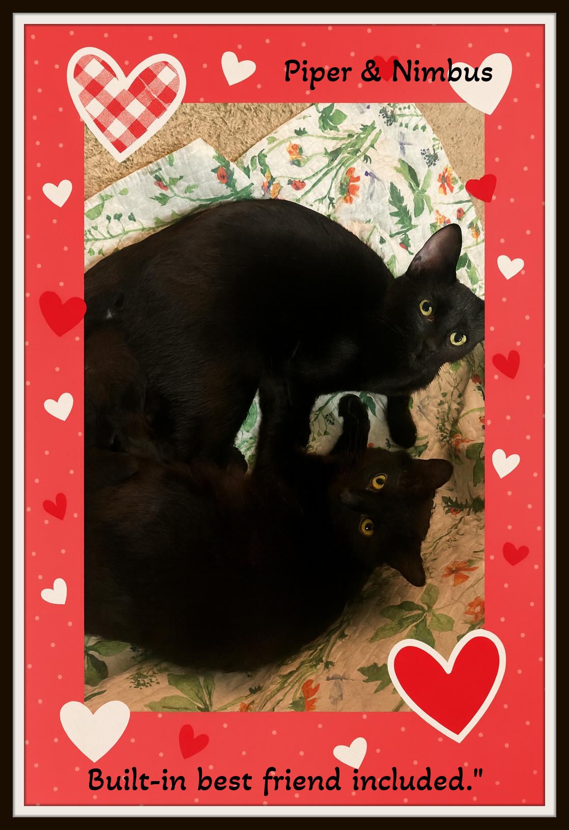 Enlarge Piper & Nimbus -  Love in Perfect Harmony , a ADOPTABLE Domestic Medium Hair in Winston Salem, NC image 2/6