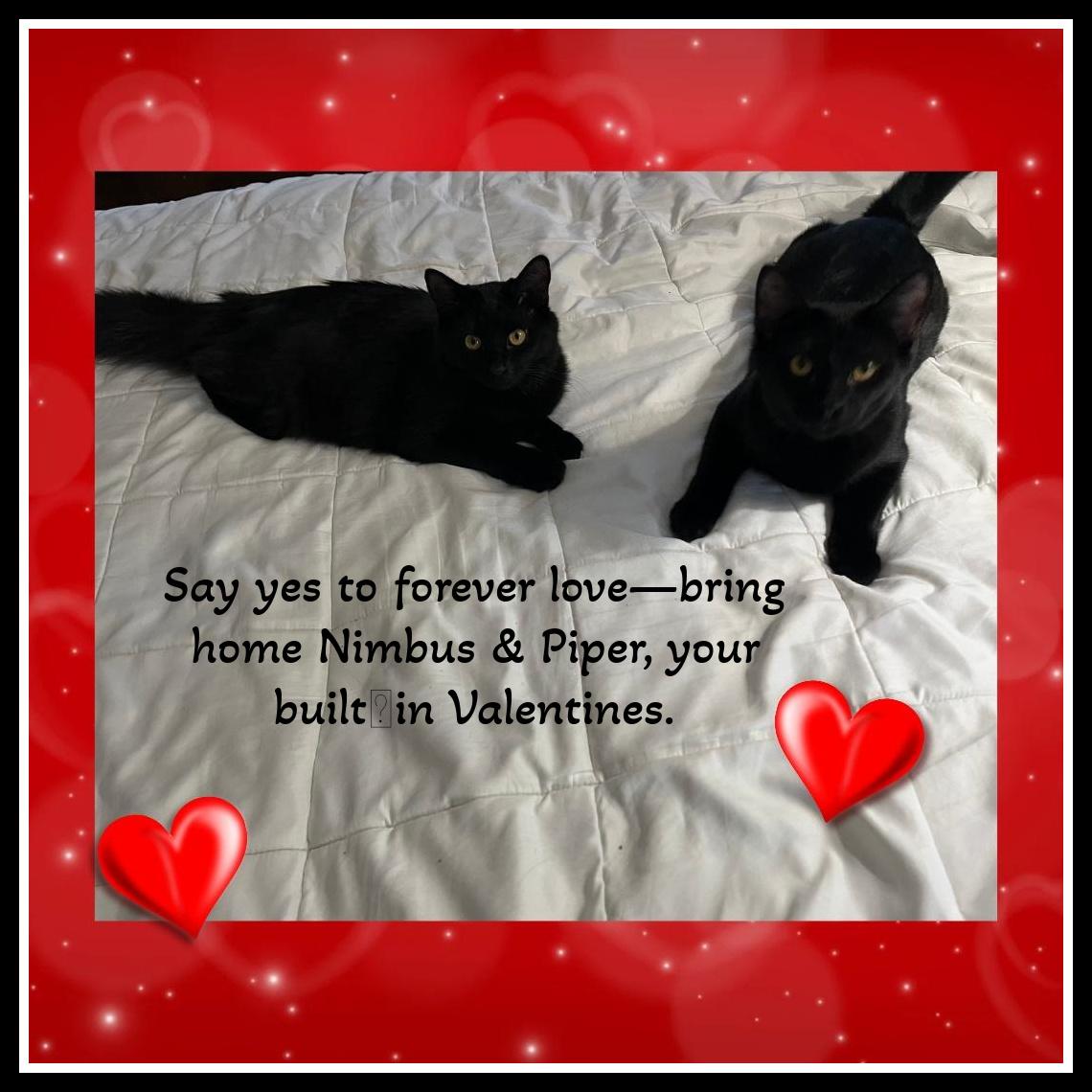 Piper & Nimbus -  Love in Perfect Harmony , ADOPTABLE, Kitten Male Domestic Medium Hair.