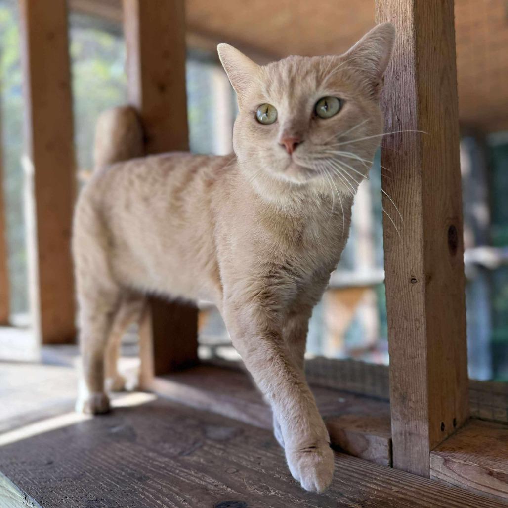 Enlarge Mika, a Adoptable Domestic Short Hair in Talbott, TN image 4/5